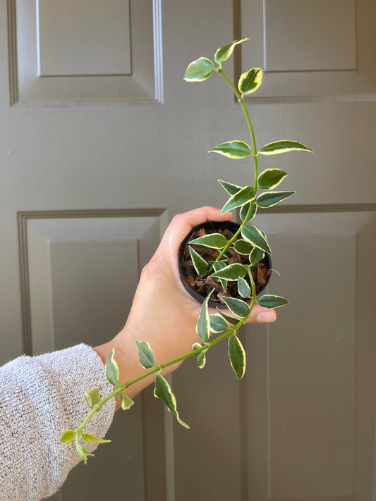 3" Hoya Bella (Outer Variegation) – A Classic Beauty with a Twist