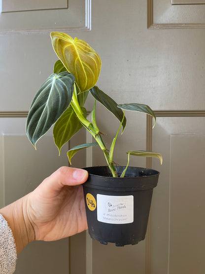 4" Philodendron 'Melanochrysum'