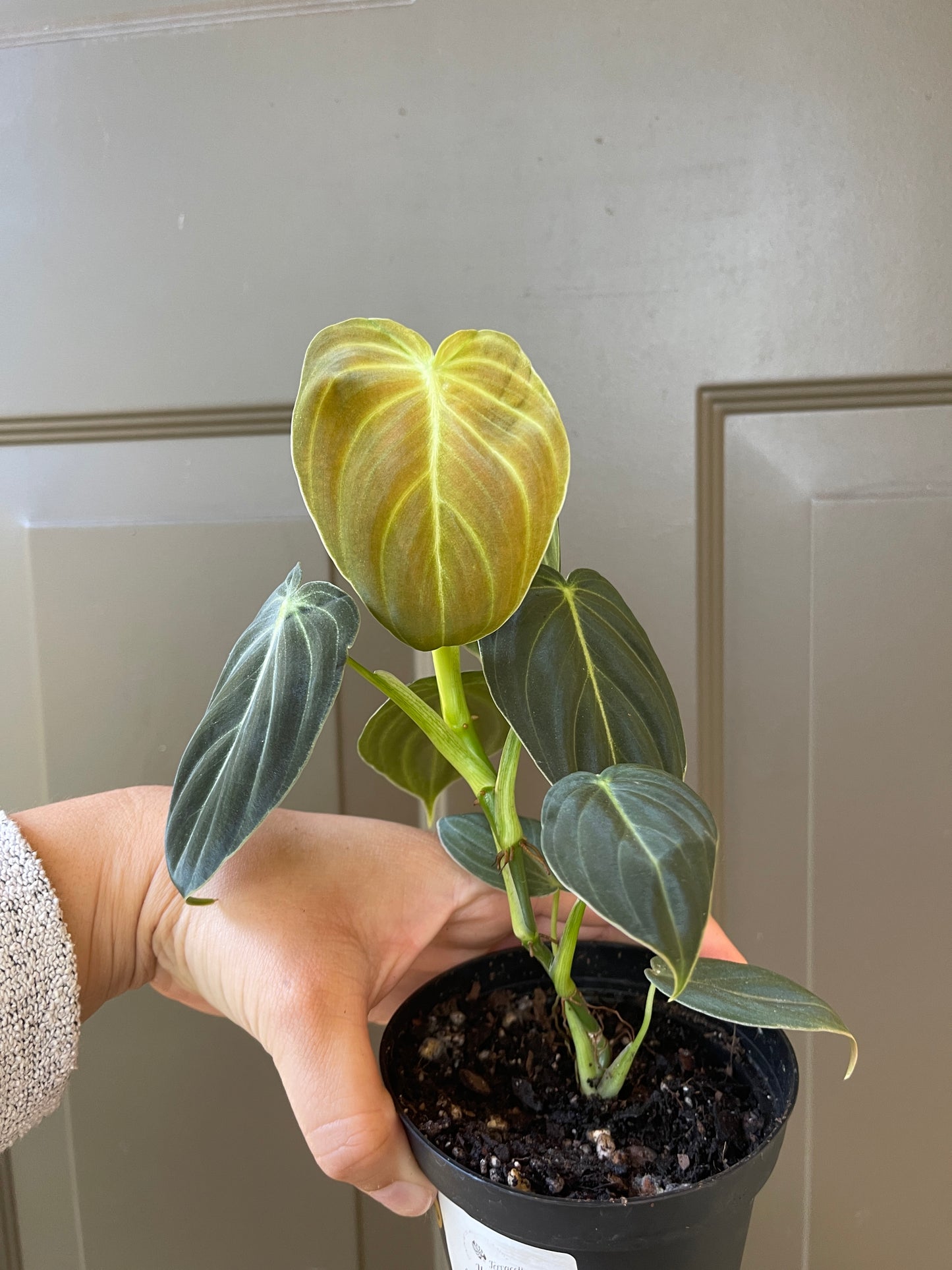 4" Philodendron 'Melanochrysum'