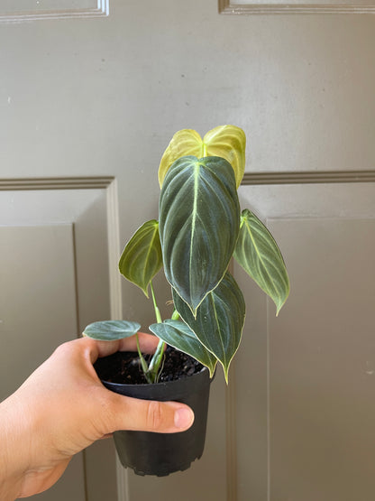 4" Philodendron 'Melanochrysum'