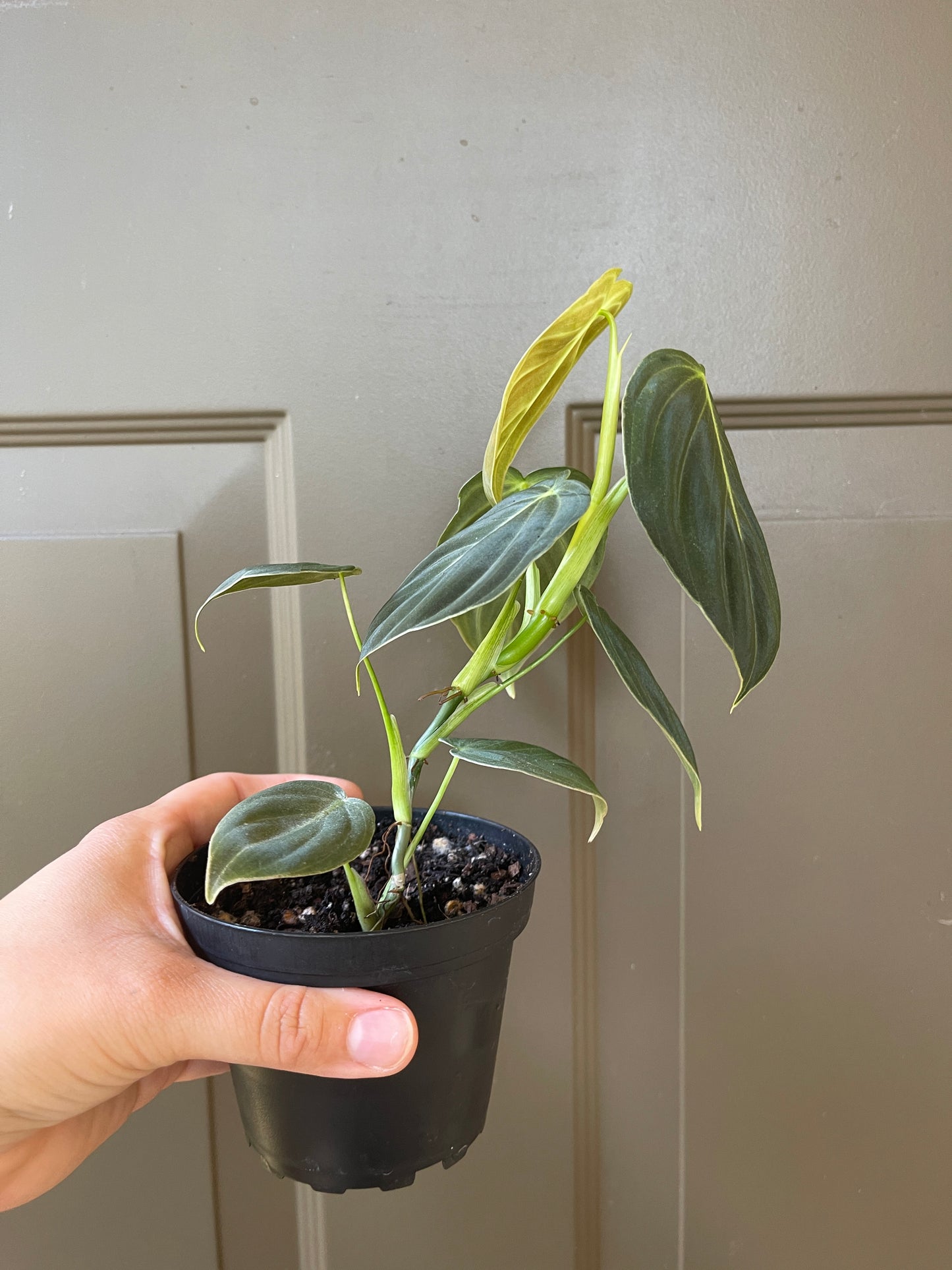 4" Philodendron 'Melanochrysum'