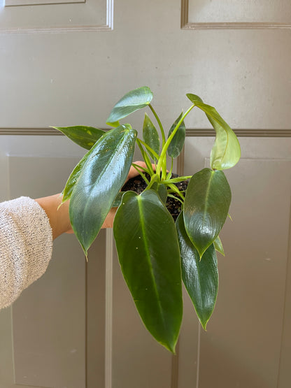 4" Philodendron 'Spiritus Sancti'