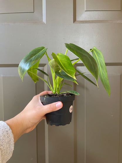 4" Philodendron 'Spiritus Sancti'