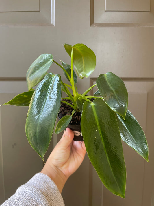 4" Philodendron 'Spiritus Sancti'