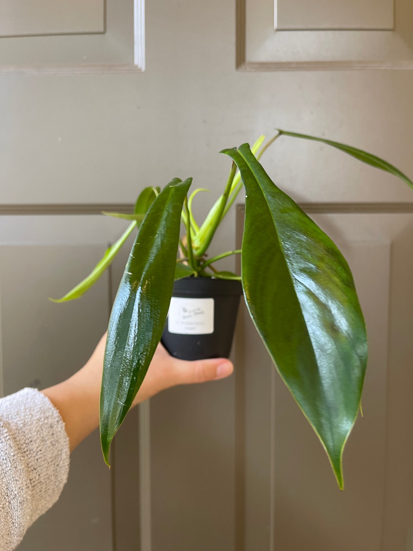 4" Philodendron 'Joepii'