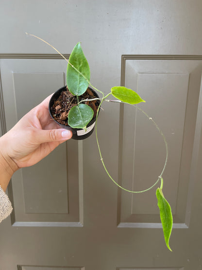 3" Hoya Inflata (2-3 Nodes) – A Unique Gem for Your Collection