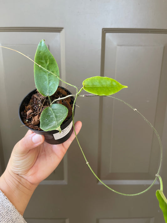 3" Hoya Inflata (2-3 Nodes) – A Unique Gem for Your Collection