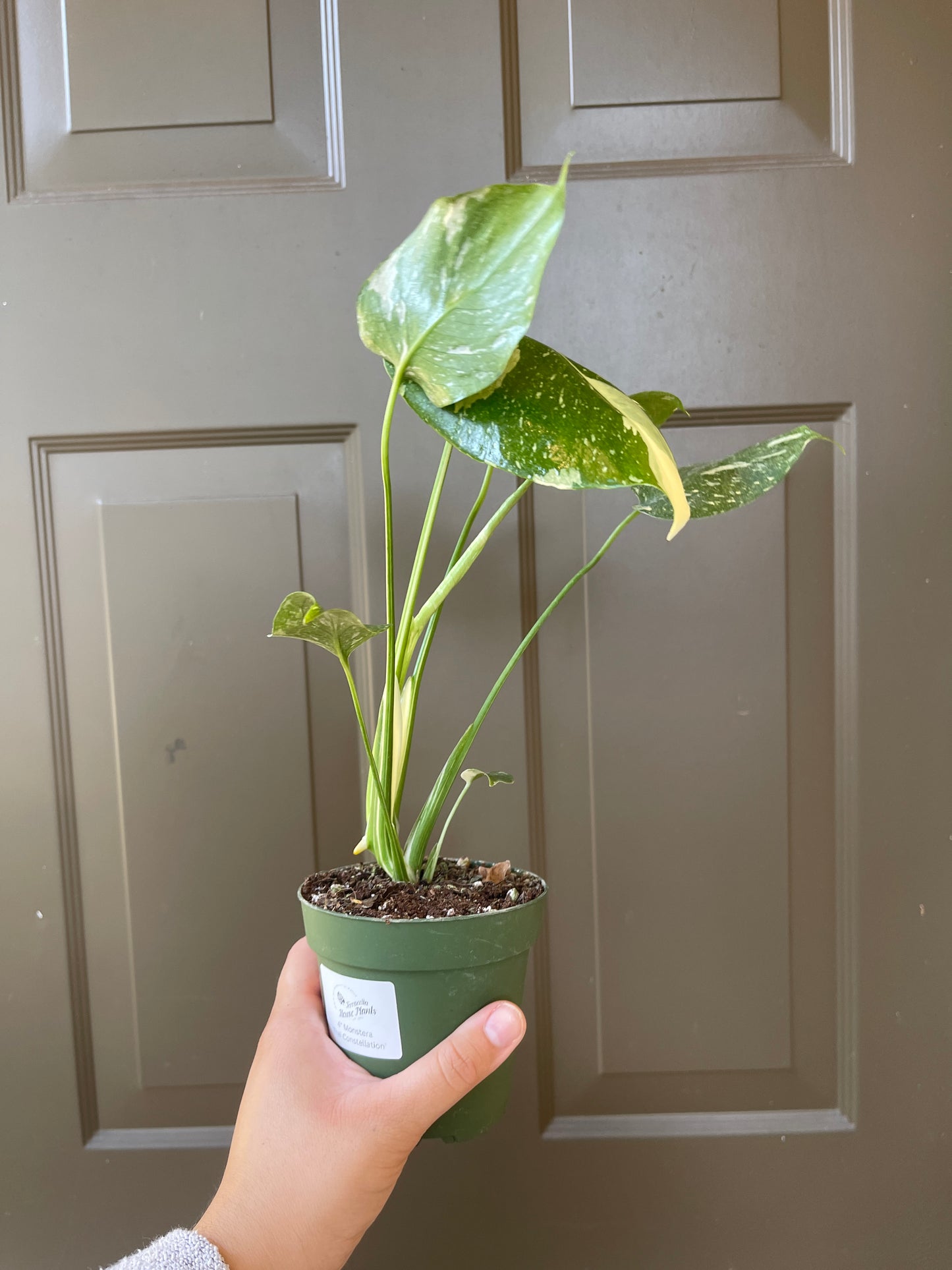 4" Monstera 'Thai Constellation'