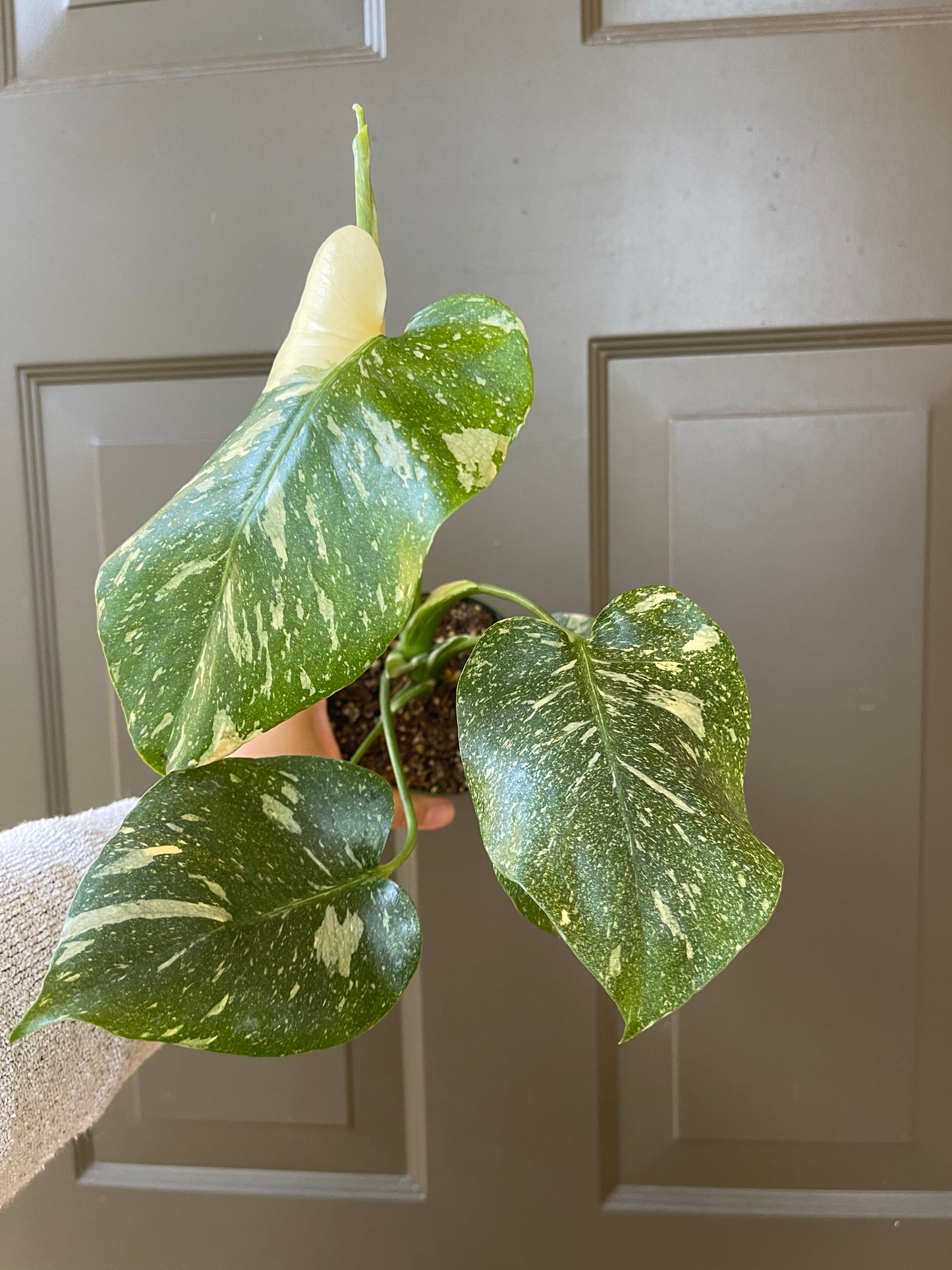 4" Monstera 'Thai Constellation'