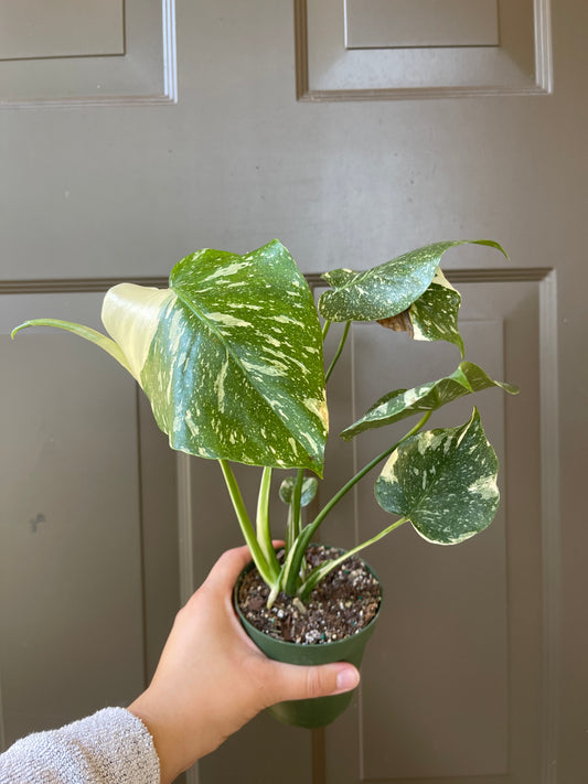 4" Monstera 'Thai Constellation'