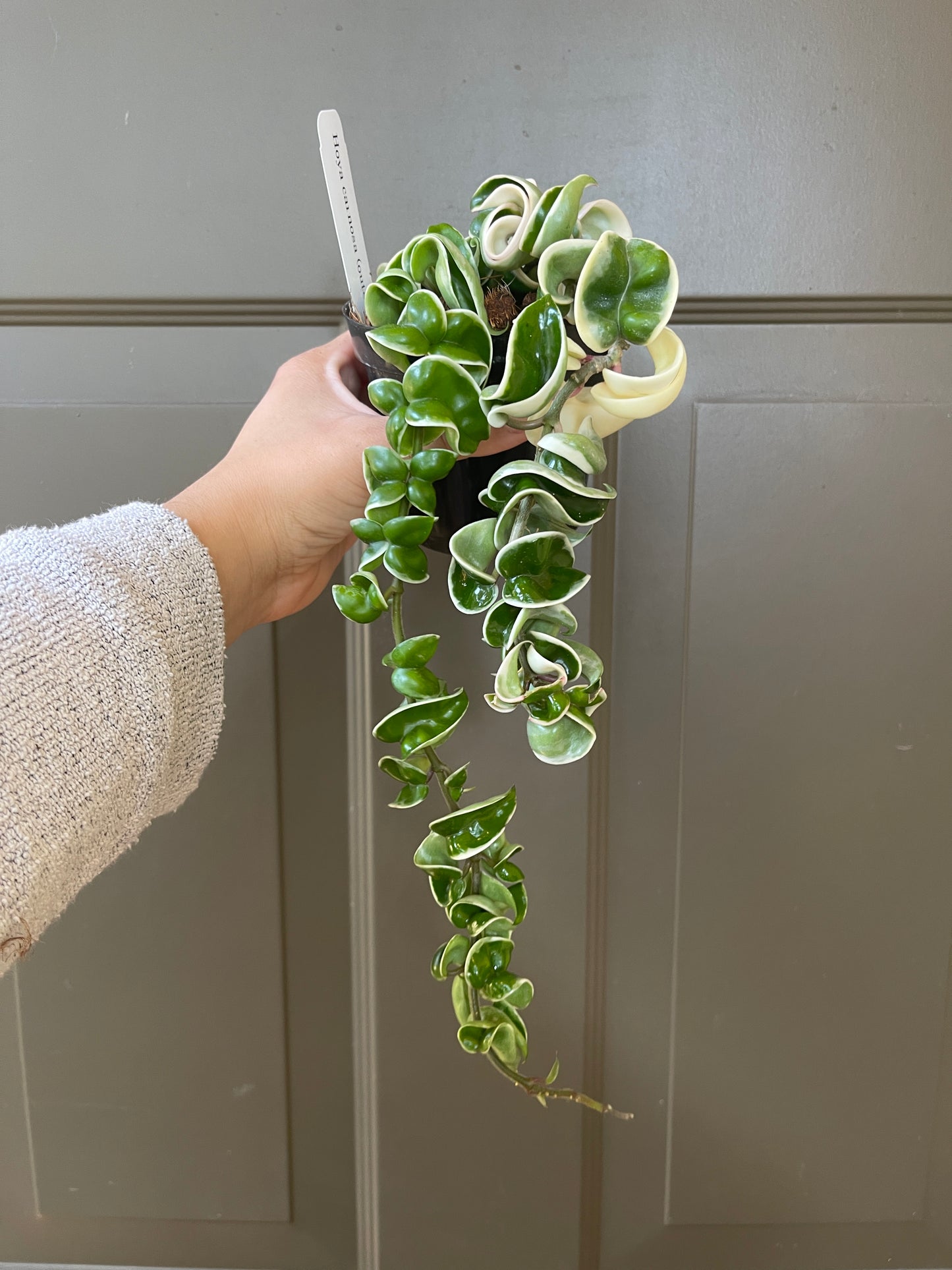 4" Hoya Carnosa Compacta (Outer Variegation) – The Charming Curly Wonder