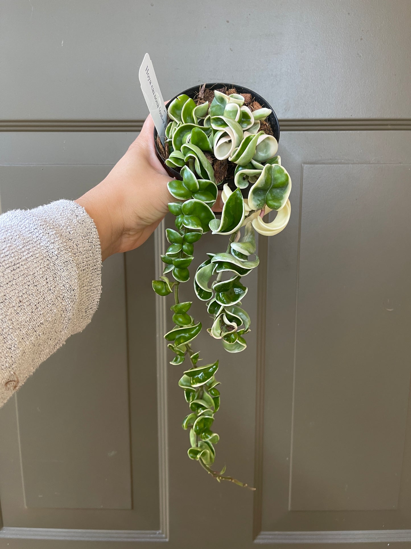 4" Hoya Carnosa Compacta (Outer Variegation) – The Charming Curly Wonder