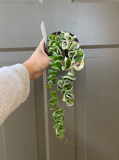 4" Hoya Carnosa Compacta (Outer Variegation) – The Charming Curly Wonder