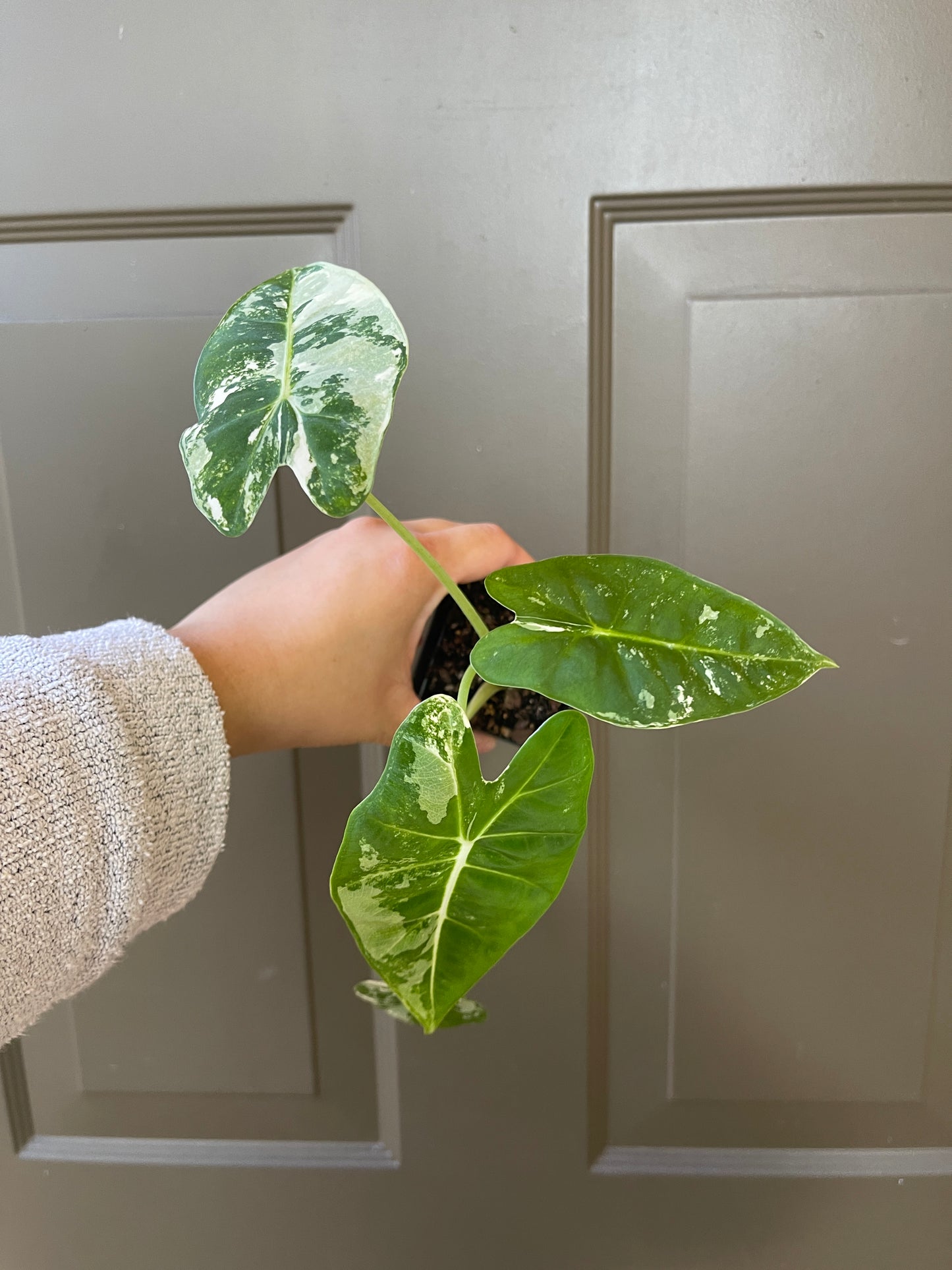 2.5" Variegated Alocasia 'Frydek'