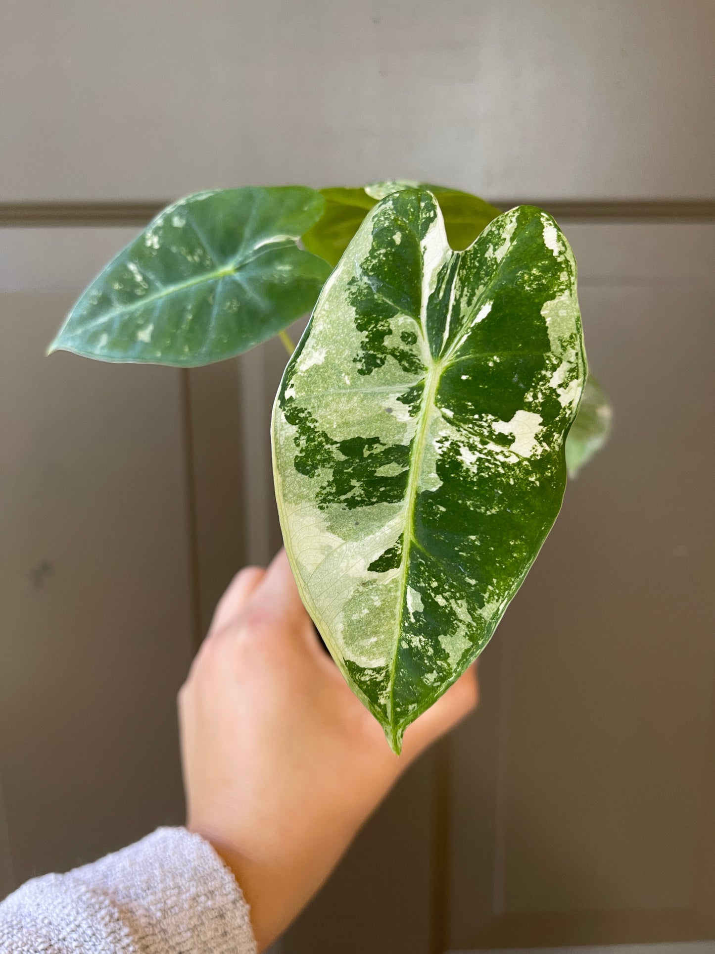 2.5" Variegated Alocasia 'Frydek'