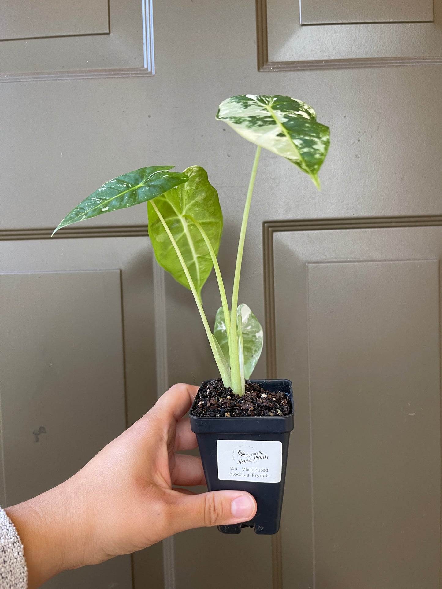 2.5" Variegated Alocasia 'Frydek'