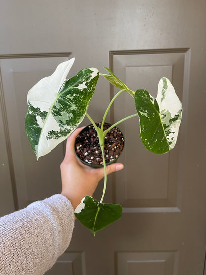 4" Variegated Alocasia 'Frydek'