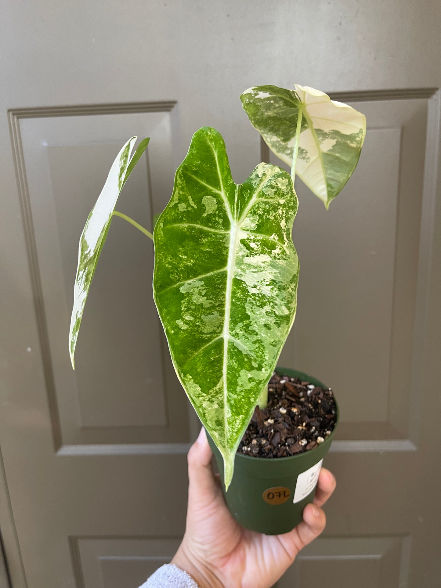 4" Variegated Alocasia 'Frydek'