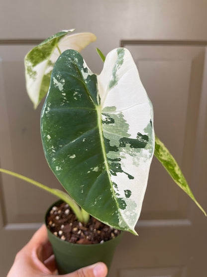 4" Variegated Alocasia 'Frydek'