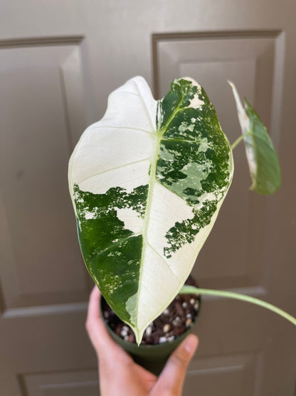 4" Variegated Alocasia 'Frydek'