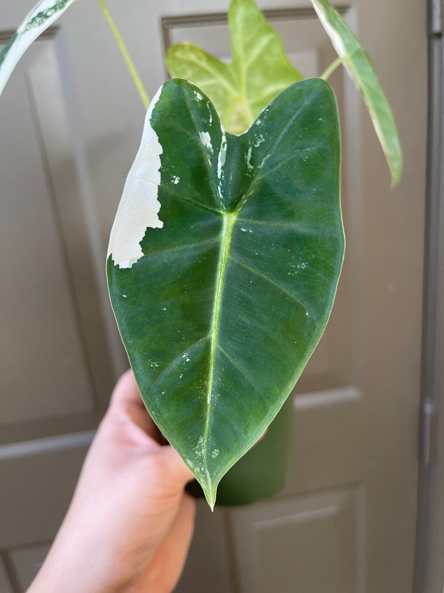 4" Variegated Alocasia 'Frydek'