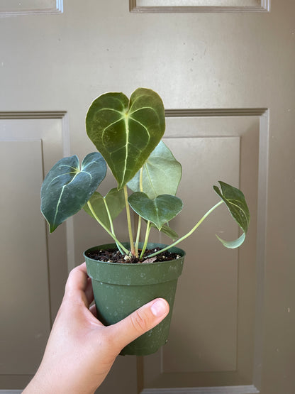 4" Anthurium 'Clarinervium'