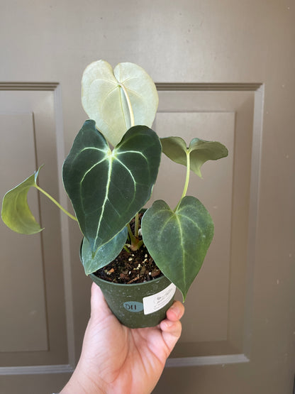 4" Anthurium 'Clarinervium'