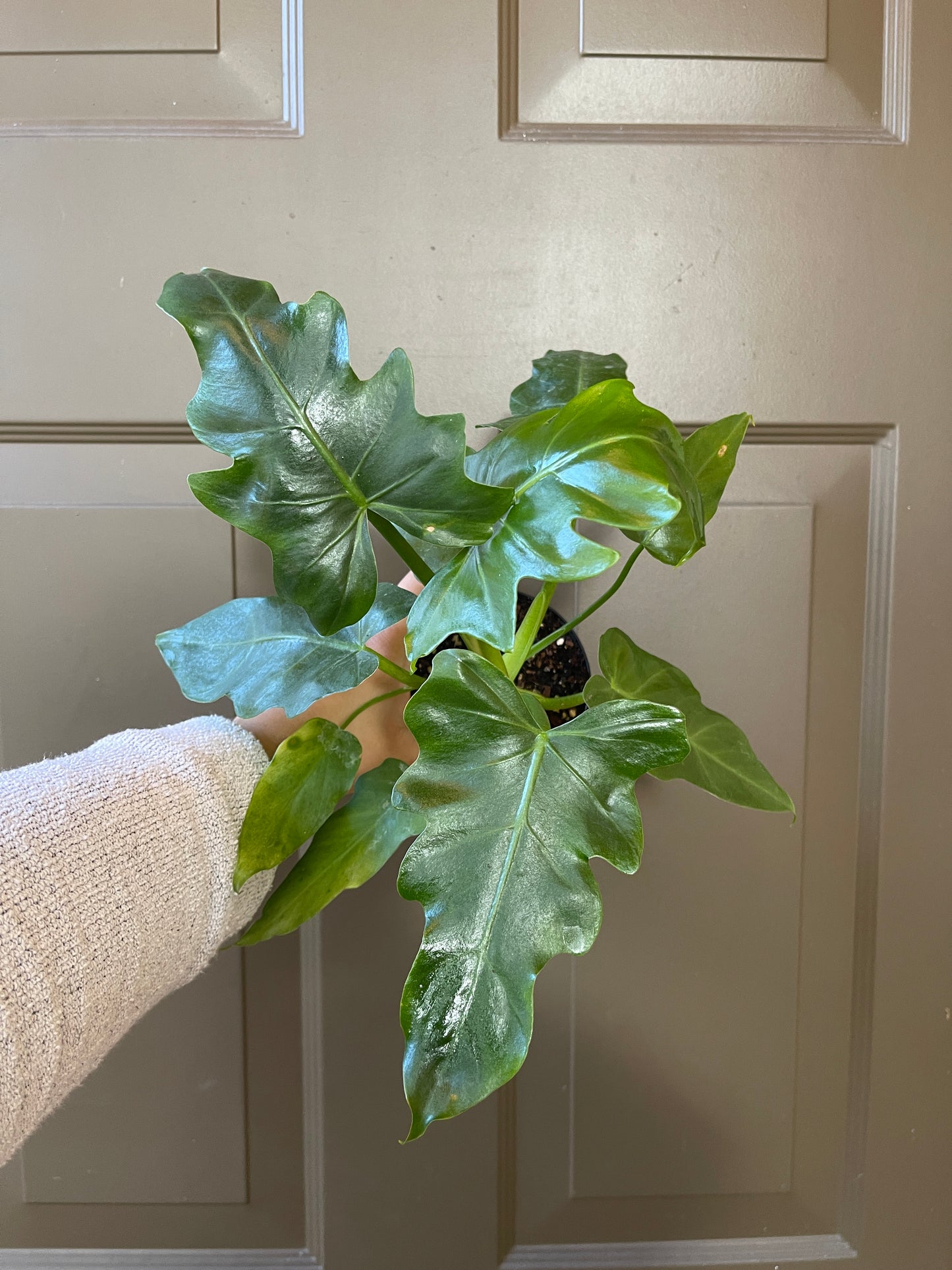 4" Philodendron 'Mayoi'