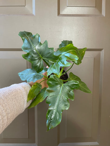 4" Philodendron 'Mayoi'