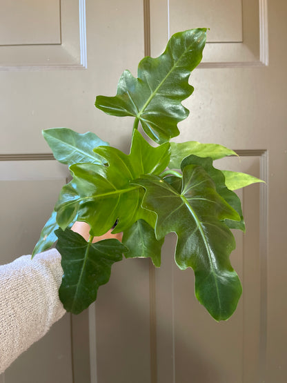 4" Philodendron 'Mayoi'