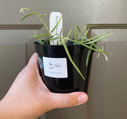 4" Hoya Linearis – A Graceful Beauty with Delicate Trails