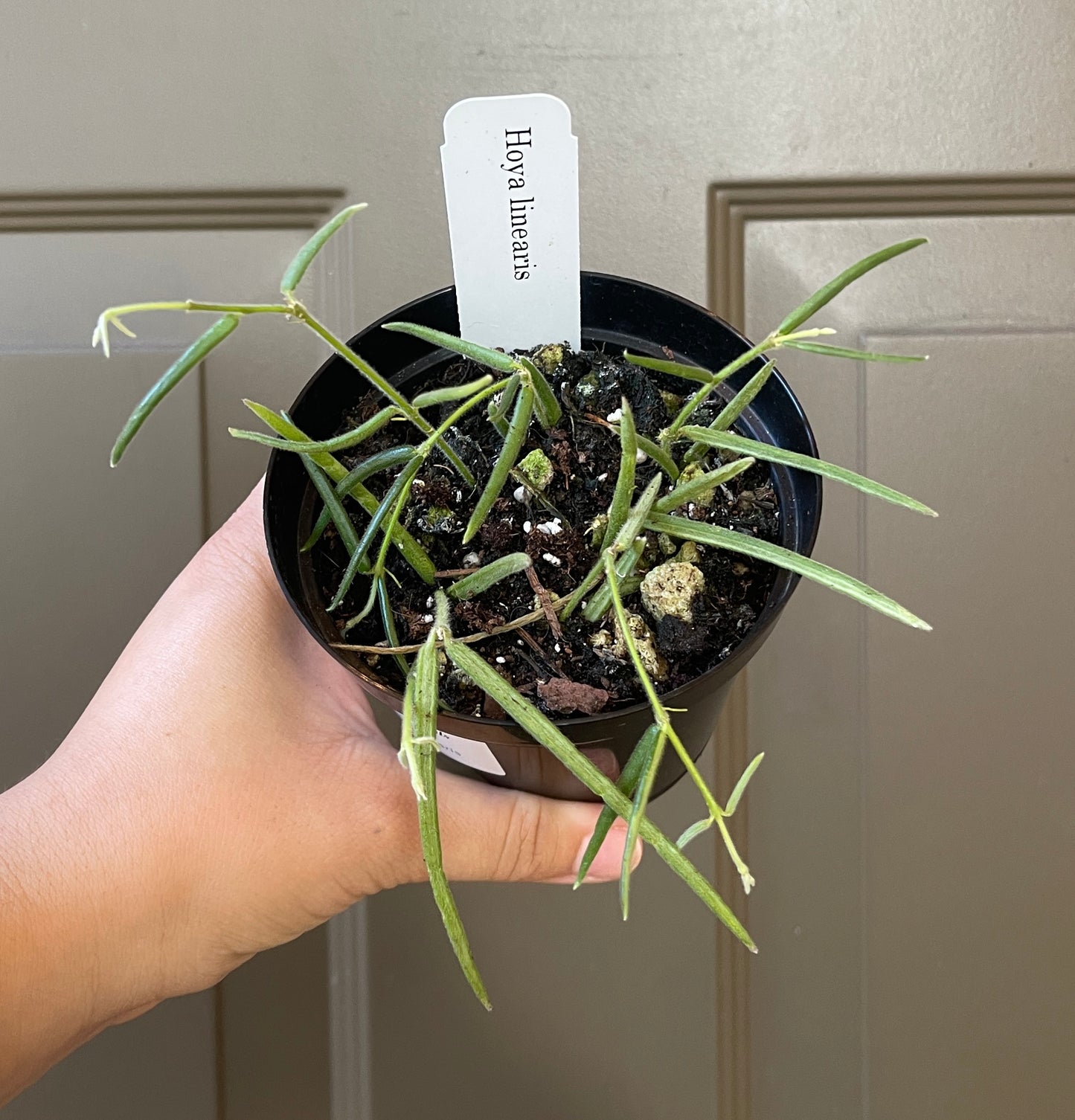 4" Hoya Linearis – A Graceful Beauty with Delicate Trails