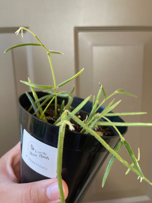 4" Hoya Linearis – A Graceful Beauty with Delicate Trails