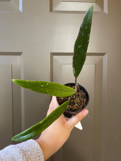 3" Hoya Sulawesiana – A Tropical Treasure with Unique Charm