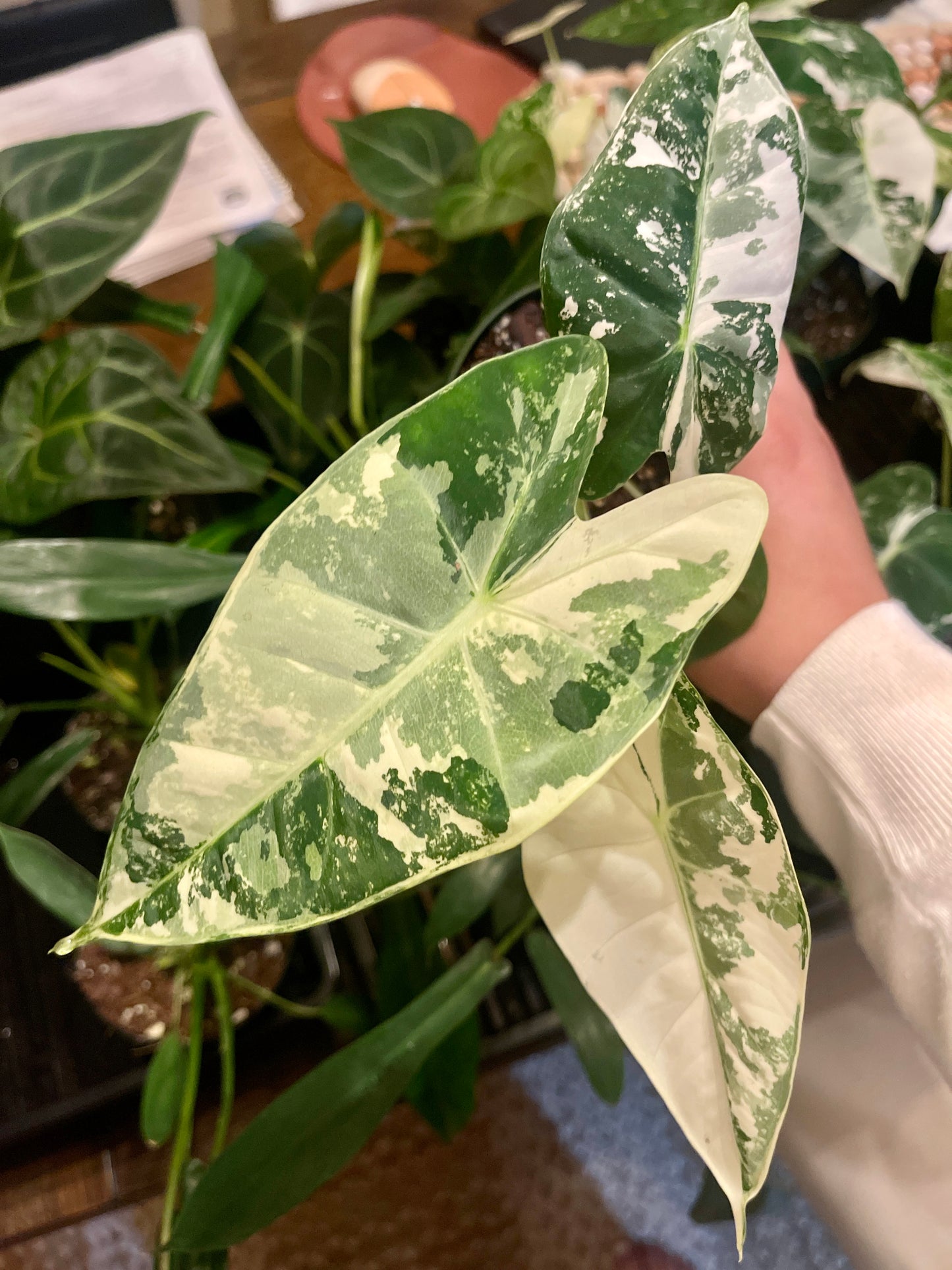 4" Variegated Alocasia 'Frydek'