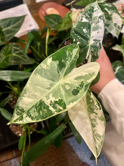 4" Variegated Alocasia 'Frydek'