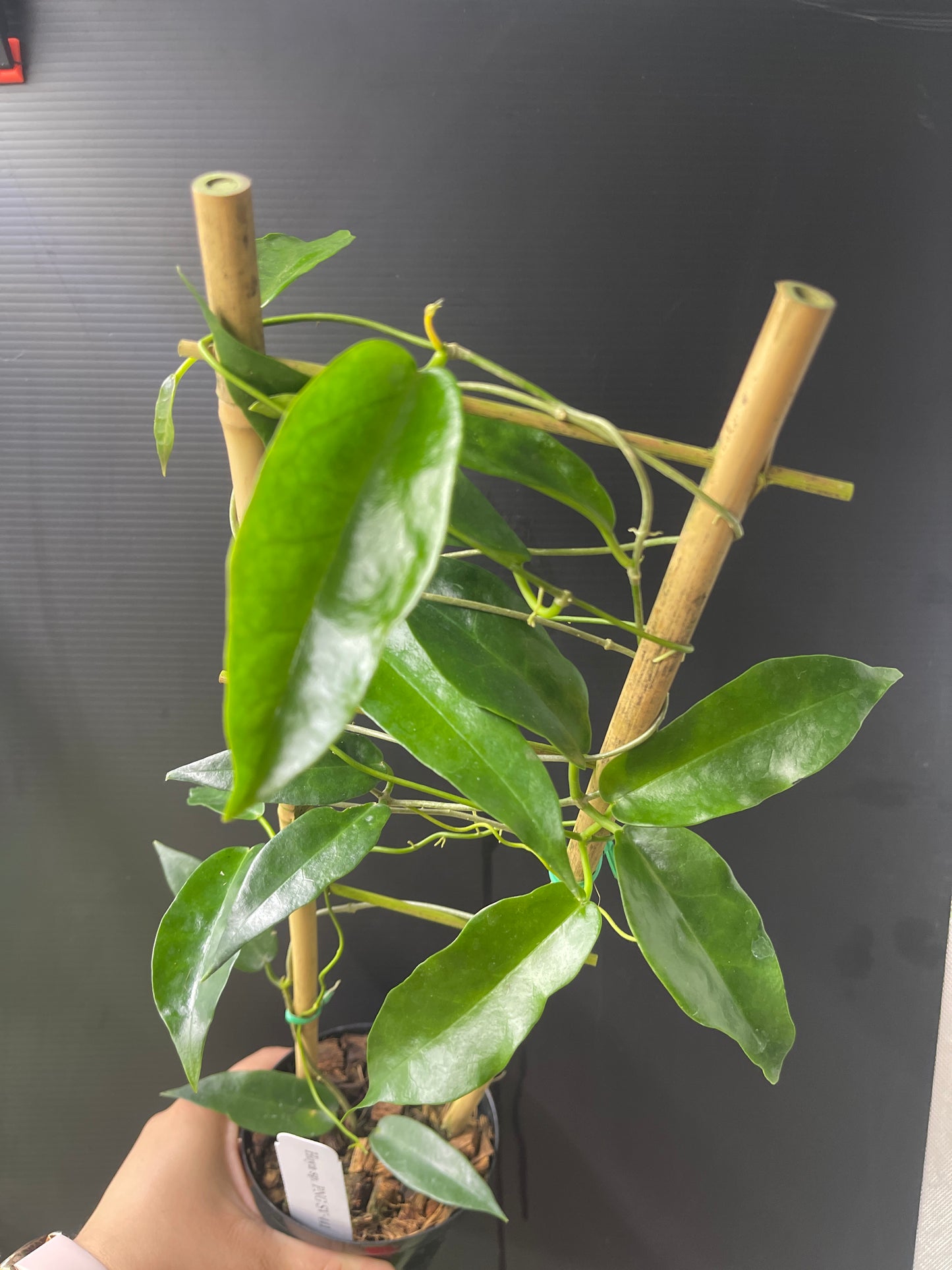 Hoya sp. PNG SV-441