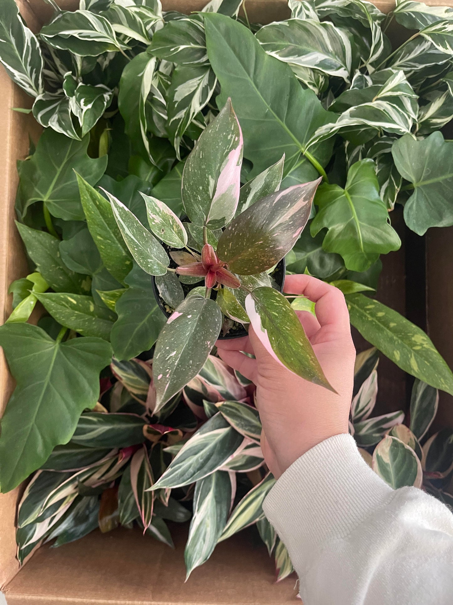 4" Philodendron Pink Princess 'Marble'