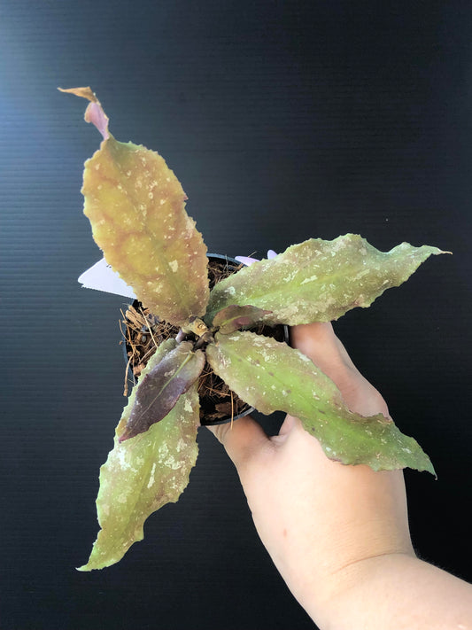 Hoya undulata (Sun Stressed)